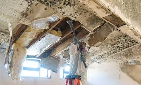 Why You Should Choose Our Mold Remediation Services in Forest Park, OH